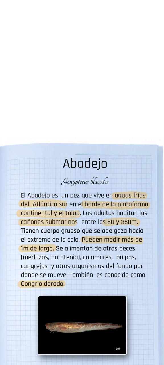 Carpeta Info Abadejo Mobile